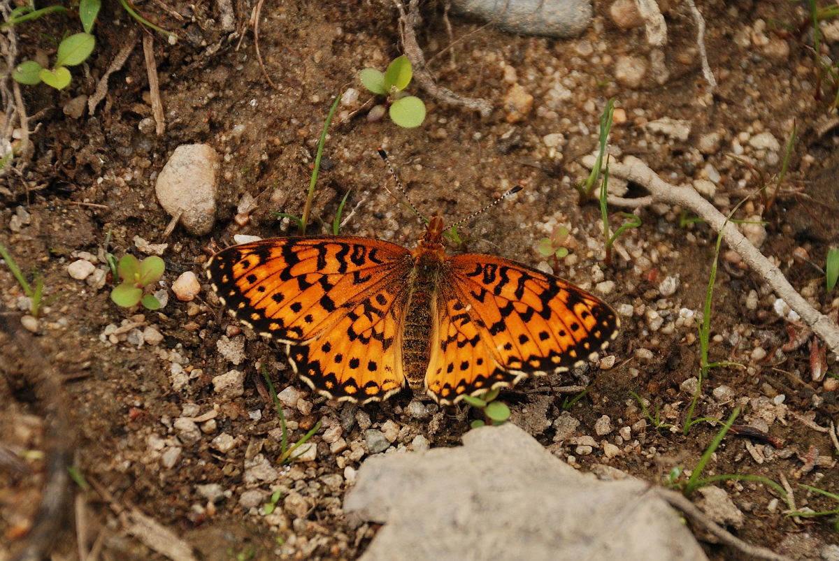 David Plant Photography - Wildlife Photographer - Silver-bordered fritillary - A.jpg - Silver-bordered fritillary - Brownfield Bog, ME