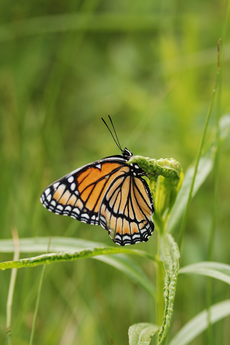 David Plant Photography - Wildlife Photographer - Viceroy - B.jpg - Viceroy underwing - Kennebunk Plains, ME