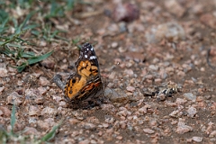 DPPhotography - Texas - American lady, Vanessa virginiensis - A