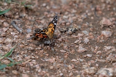 DPPhotography - Texas - American lady, Vanessa virginiensis - B