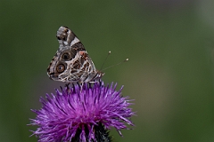 DPPhotography - Texas - American lady, Vanessa virginiensis - D