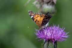 DPPhotography - Texas - American lady, Vanessa virginiensis - E