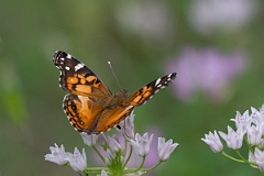 DPPhotography - Texas - American lady, Vanessa virginiensis - F