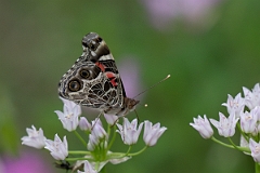 DPPhotography - Texas - American lady, Vanessa virginiensis - G