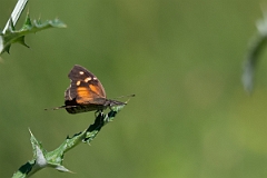 DPPhotography - Texas - American snout, Libytheana carinenta - A