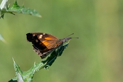 DPPhotography - Texas - American snout, Libytheana carinenta - B