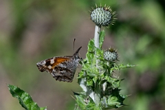 DPPhotography - Texas - American snout, Libytheana carinenta - C