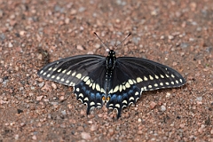 DPPhotography - Texas - Black swallowtail, Papilia polyxenes - A