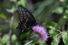 DPPhotography - Texas - Black swallowtail, Papilia polyxenes - B