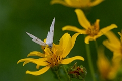 DPPhotography - Texas - Chequered white, Pontia protodice - A