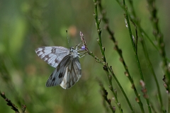 DPPhotography - Texas - Chequered white, Pontia protodice - B