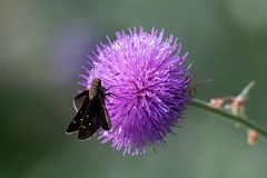 DPPhotography - Texas - Clouded skipper, Lerema accius - A