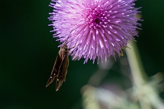 DPPhotography - Texas - Clouded skipper, Lerema accius - B