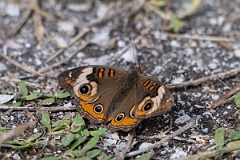 DPPhotography - Texas - Common buckeye, Junonia coenia - A