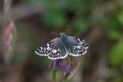 DPPhotography - Texas - Common chequered skipper, Burnsius communis - A