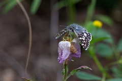 DPPhotography - Texas - Common chequered skipper, Burnsius communis - B