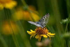 DPPhotography - Texas - Common chequered skipper, Burnsius communis - C