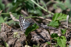 DPPhotography - Texas - Common chequered skipper, Burnsius communis - D