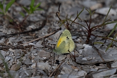 DPPhotography - Texas - Dainty sulphur, Nathalis iole - B