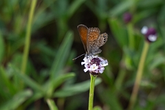 DPPhotography - Texas - Eastern pygmy-blue, Brephidium pseudofea - A