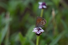 DPPhotography - Texas - Eastern pygmy-blue, Brephidium pseudofea - B