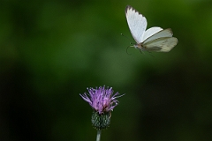 DPPhotography - Texas - Great southern white, Ascia monuste - A