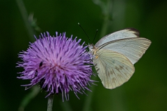 DPPhotography - Texas - Great southern white, Ascia monuste - C