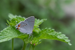 DPPhotography - Texas - Grey hairstreak, Strymon melinus - A