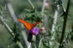 DPPhotography - Texas - Gulf fritillary, Dione vanillae - A