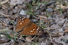 DPPhotography - Texas - Hackberry emperor, Asterocampa celtis - A