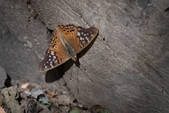DPPhotography - Texas - Hackberry emperor, Asterocampa celtis - B
