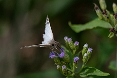 DPPhotography - Texas - Laviana white-skipper, Heliopetes laviana - A