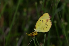 DPPhotography - Texas - Little yellow, Eurema lisa - A