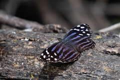 DPPhotography - Texas - Mexican bluewing, Myscelia ethusa - A