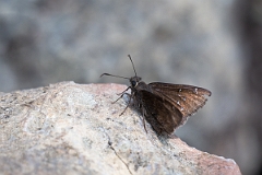 DPPhotography - Texas - Northern cloudywing, Thorybes pylades - A