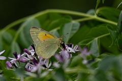 DPPhotography - Texas - Orange sulphur, Colias eurytheme - A
