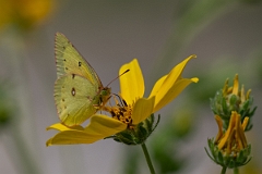 DPPhotography - Texas - Orange sulphur, Colias eurytheme - B