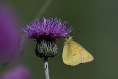 DPPhotography - Texas - Orange sulphur, Colias eurytheme - C