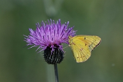 DPPhotography - Texas - Orange sulphur, Colias eurytheme - D