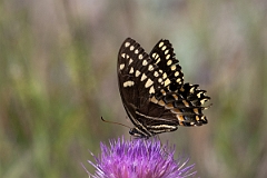 DPPhotography - Texas - Palamedes swallowtail, Papilio palamedes - A