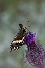 DPPhotography - Texas - Palamedes swallowtail, Papilio palamedes - B