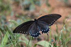 DPPhotography - Texas - Pipevine swallowtail, Battus philenor - A