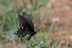 DPPhotography - Texas - Pipevine swallowtail, Battus philenor - B