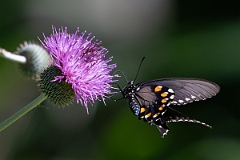 DPPhotography - Texas - Pipevine swallowtail, Battus philenor - D
