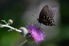 DPPhotography - Texas - Pipevine swallowtail, Battus philenor - E
