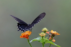 DPPhotography - Texas - Pipevine swallowtail, Battus philenor - G