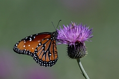 DPPhotography - Texas - Queen, Danaus gilippus - C