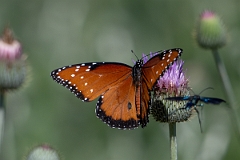 DPPhotography - Texas - Queen, Danaus gilippus - D