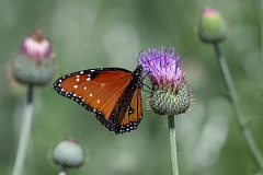 DPPhotography - Texas - Queen, Danaus gilippus - E