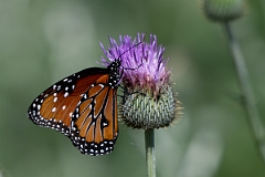 DPPhotography - Texas - Queen, Danaus gilippus - F